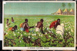 A Sudan Cotton Field, from the series 