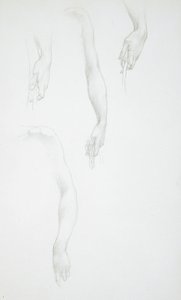 Studies of Arms and Hands; Study of Female Torso by Edward Burne-Jones