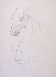 Study of a Horse