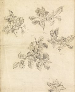 Study of apples, possibly for the background of 