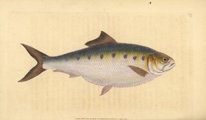 Allis shad, Alosa alosa (Shad, Clupea alosa). Handcoloured copperplate drawn and engraved by Edward Donovan from his Natural History of British Fishes, Donovan and F.C. and J. Rivington, London