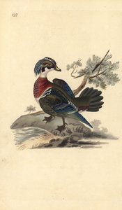 American Wood Duck, Aix sponsa