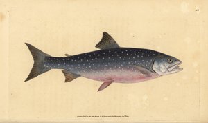 Arctic char, Salvelinus alpinus alpinus
