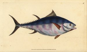 Atlantic Bluefin Tuna, Thunnus Thynnus. Handcoloured Copperplate Drawn and Engraved by Edward Donovan from His Natural History of British Fishes