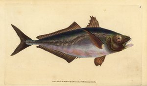 Atlantic Horse Mackerel, Trachurus trachurus (Scad, Scomber trachurus). Handcoloured Copperplate Drawn and Engraved by Edward Donovan from His Natural History of British Fishes, Donovan and F.C. and J. Rivington, London