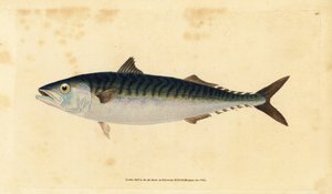 Atlantic Mackerel, Scomber scombrus by Edward Donovan