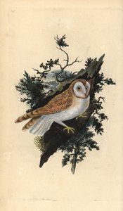 Barn Owl, Tyto alba