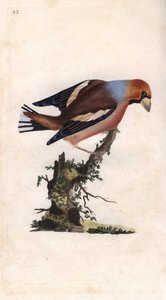 Big Beak Breaks Core. Copper engraving by Edward Donovan, published in Histoire naturelle des oiseaux britanniques, London