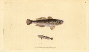 Black goby, Gobius niger by Edward Donovan