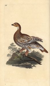 Black grouse or blackgame, Tetrao tetrix by Edward Donovan