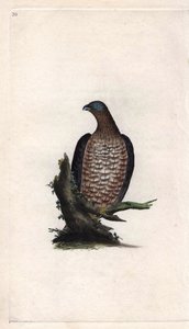 Honey Buzzard, Pernis apivorus. Copper engraving by Edward Donovan, published in Natural History of British Birds, London