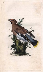 Bohemian Waxwing, Bombycilla garrulus by Edward Donovan