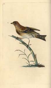 Brambling, Fringilla montifringilla. Handcoloured copperplate from Natural History of British Birds, London