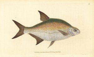 Bream, Abramis brama (Cyprinus brama). Handcoloured Copperplate Drawn and Engraved by Edward Donovan from His Natural History of British Fishes, Donovan and F.C. and J. Rivington, London