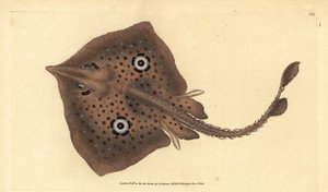 Brown Skate or Mirror Ray, Raja miraletus by Edward Donovan