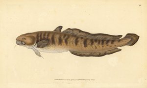 Burbot, Lota lota (Gadus lota). Handcoloured Copperplate Drawn and Engraved by Edward Donovan from His Natural History of British Fishes, Donovan and F.C. and J. Rivington, London