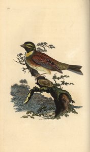 Cirl bunting, Emberiza cirlus by Edward Donovan