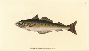 Coalfish or saithe, Pollachius virens. Handcoloured copperplate from Natural History of British Fishes, Donovan and F.C. and J. Rivington, London