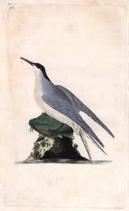 Common Tern, Sterna hirundo by Edward Donovan