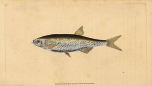 Common bleak, handcoloured copperplate drawn and engraved by Edward Donovan from his Natural History of British Fishes