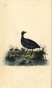 Common Coot by Edward Donovan