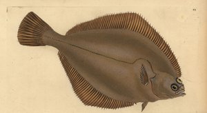 Common dab, Limanda limanda (Pleuronectes limanda). Handcoloured copperplate drawn and engraved by Edward Donovan from his Natural History of British Fishes, Donovan and F.C. and J. Rivington, London
