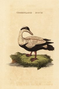 Common eider