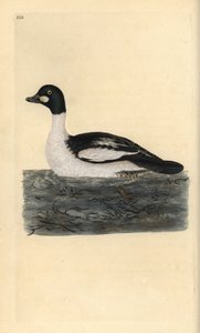 Common goldeneye, Bucephala clangula by Edward Donovan