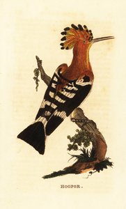 Common hoopoe by Edward Donovan