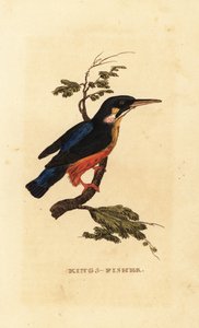 Common Kingfisher, Alcedo atthis