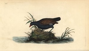 Common moorhen, Gallinula chloropus by Edward Donovan