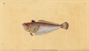 Common or greater weever, Trachinus draco by Edward Donovan