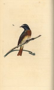Common redstart, Phoenicurus phoenicurus. Handcoloured copperplate drawn and engraved by Edward Donovan from his own Natural History of British Birds, London by Edward Donovan