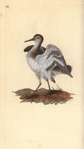 Common Sandpiper, Actitis hypoleucos. Handcoloured copperplate drawn and engraved by Edward Donovan from his Natural History of British Birds, London