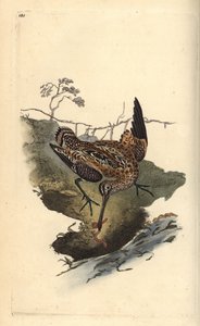 Common Snipe, Gallinago gallinago, catching a worm. Handcoloured copperplate from Natural History of British Birds, London