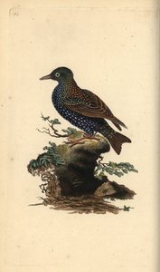 Common Starling, Sturnus Vulgaris (Handcoloured Copperplate Drawn and Engraved by Edward Donovan from His Own 