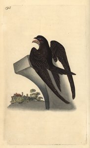 Common swift, Apus apus by Edward Donovan