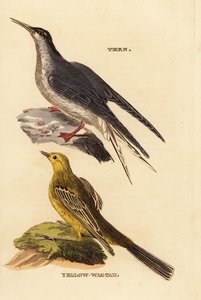 Common Tern and Yellow Wagtail