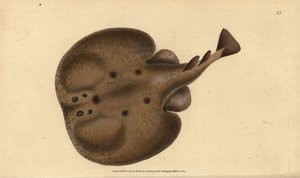 Common torpedo or eyed electric ray, Raja torpedo. Handcoloured copperplate from Natural History of British Fishes, Donovan and F.C. and J. Rivington, London by Edward Donovan