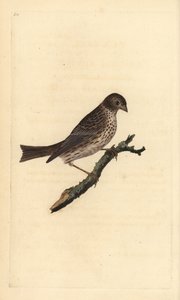 Corn Bunting, Miliaria calandra. Handcoloured copperplate drawn and engraved by Edward Donovan from his Natural History of British Birds, London by Edward Donovan