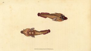 Cornish Sucker, Lepadogaster purpurea by Edward Donovan