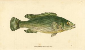 Cuckoo wrasse, Labrus mixtus (Streaked wrasse, Labrus lineatus). Handcoloured copperplate drawn and engraved by Edward Donovan from his Natural History of British Fishes, Donovan and F.C. and J. Rivington, London