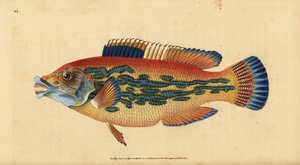Cuckoo wrasse, Labrus mixtus. Handcoloured copperplate from Natural History of British Fishes, Donovan and F.C. and J. Rivington, London
