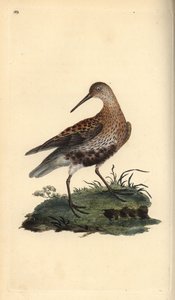 Dunlin, Calidris alpina