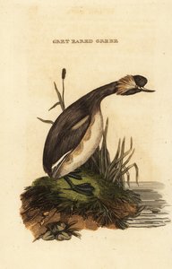 Eared Grebe or Horned Grebe by Edward Donovan