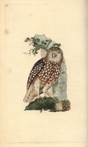 Eurasian Pygmy Owl