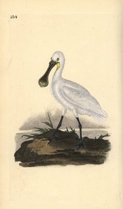 Eurasian or Common Spoonbill, Platalea leucorodia. Handcoloured copperplate from Natural History of British Birds, London by Edward Donovan