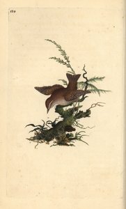 Eurasian Wren, Troglodytes troglodytes