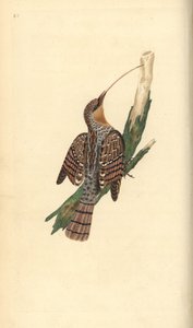 Eurasian wryneck, Jynx torquilla. Handcoloured copperplate drawn and engraved by Edward Donovan from his own Natural History of British Birds, London