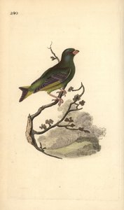 European Greenfinch, Carduelis chloris. Handcoloured copperplate drawn and engraved by Edward Donovan from his Natural History of British Birds, London